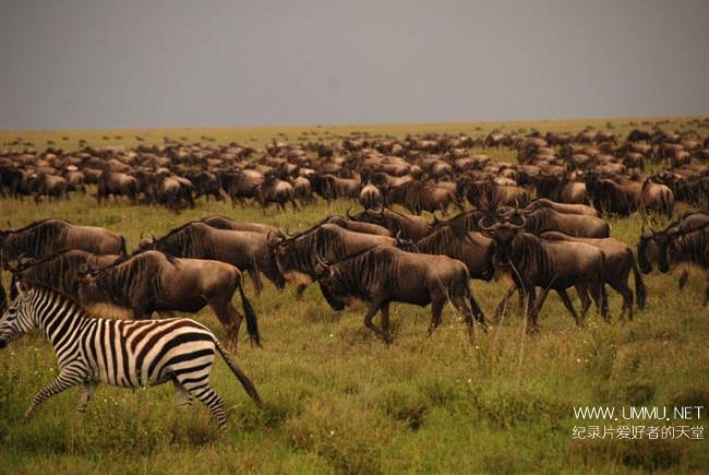 imax纪录片《非洲:塞伦盖蒂国家公园 africa: the serengeti》