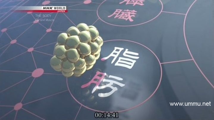 nhk纪录片人体thebody2019全8集英语无字720pmkv687g人体探秘纪录片