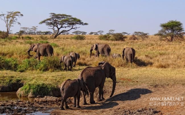 imax紀錄片《非洲:塞倫蓋蒂國家公園 africa: the serengeti》