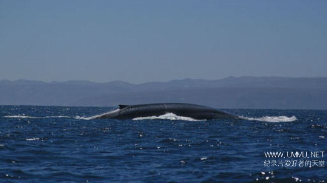 國家地理小藍鯨歷險記bluewhaleodyssey2010英語中字mkv633m藍鯨紀錄