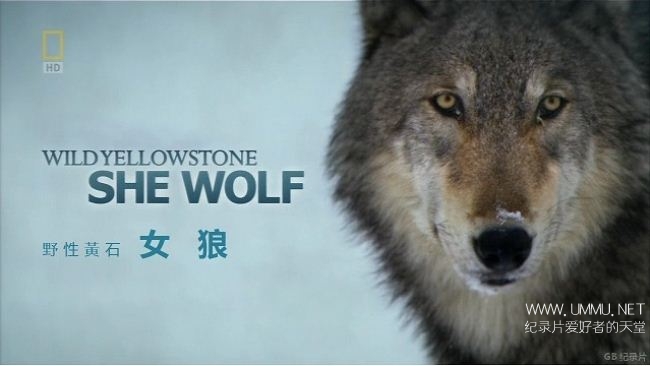 国家地理 野性黄石 女狼wild Yellowstone She Wolf 14 英语中字7p Mkv 1 46g 黄石公园狼群揭秘 纪录天堂