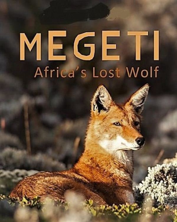Terra Mater纪录片 Megeti 非洲孤狼megeti Africa S Lost Wolf 16 英语英字1080p Mp4 1 53gb 埃塞俄比亚狼 纪录天堂