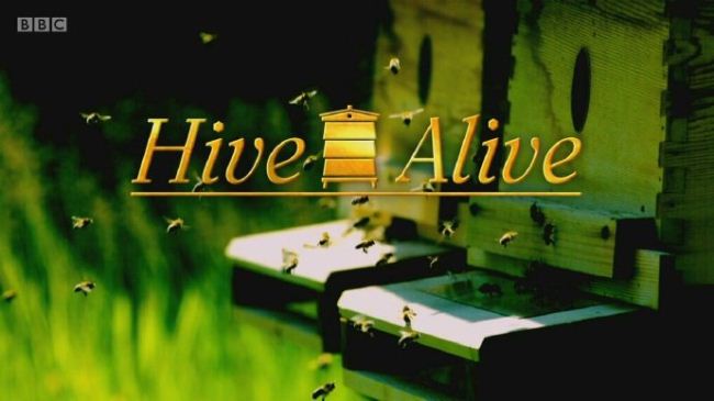 c纪录片 活跃蜂巢hive Alive 14 全2集英语英字7p Mp4 2 16gb 活跃蜂巢 纪录天堂