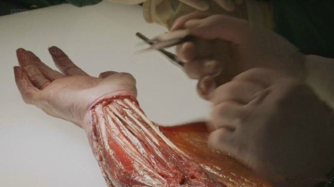 BBC解剖 纪录片图片