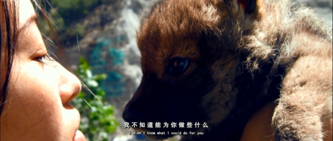 国产纪录片重返狼群returntothewolves2017国语中字1080pmp4413gb狼王