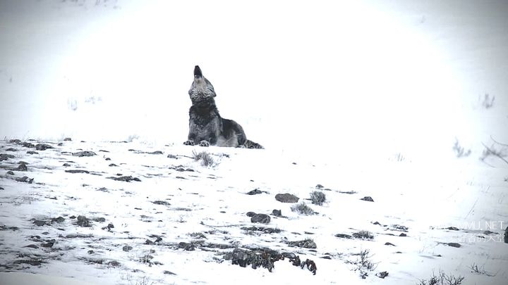 国家地理 黄石公园的狼yellowstone Wolves 19 英语英字1080p Mp4 1 34g 黄石公园的狼纪录片下载 纪录天堂