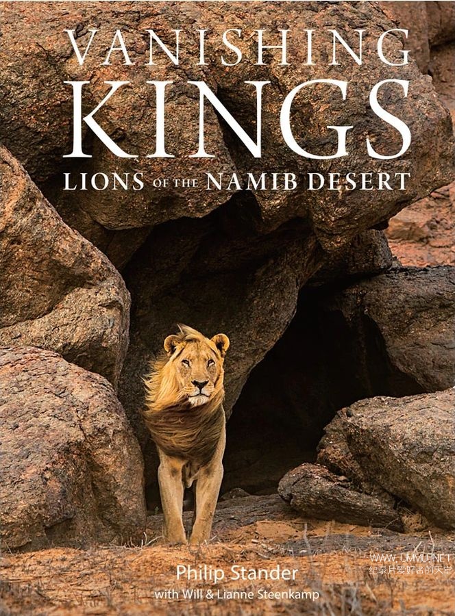 纳米布沙漠狮子图片