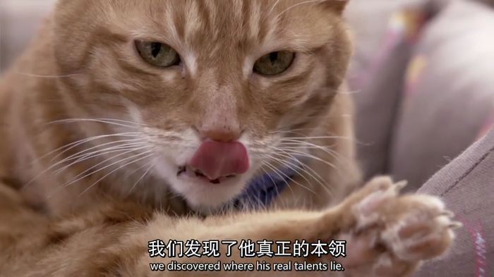 bbc纪录片小猫日记littlecatdiaries英语中字高清mp4279m猫咪纪录片