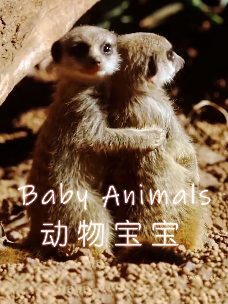 动物幼崽成长纪录片图片