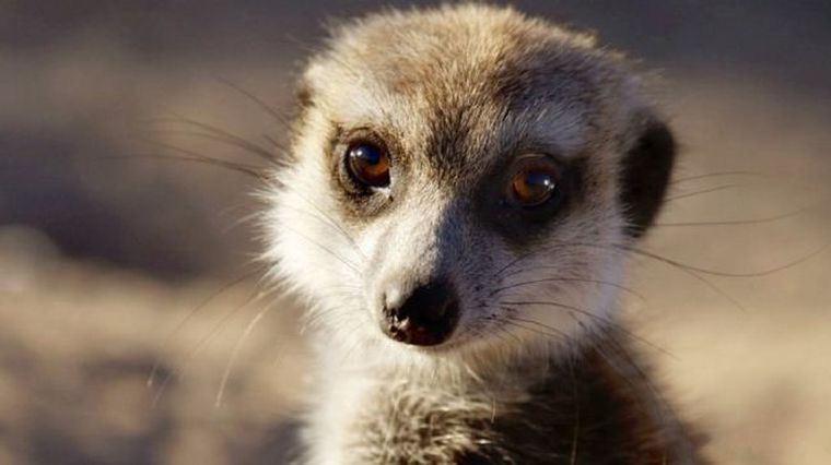 bbc紀錄片狐獴超級動物明星的秘密meerkatssecretsofananimalsuper